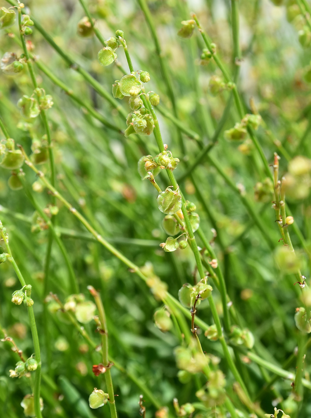 Image of Rumex hastifolius specimen.