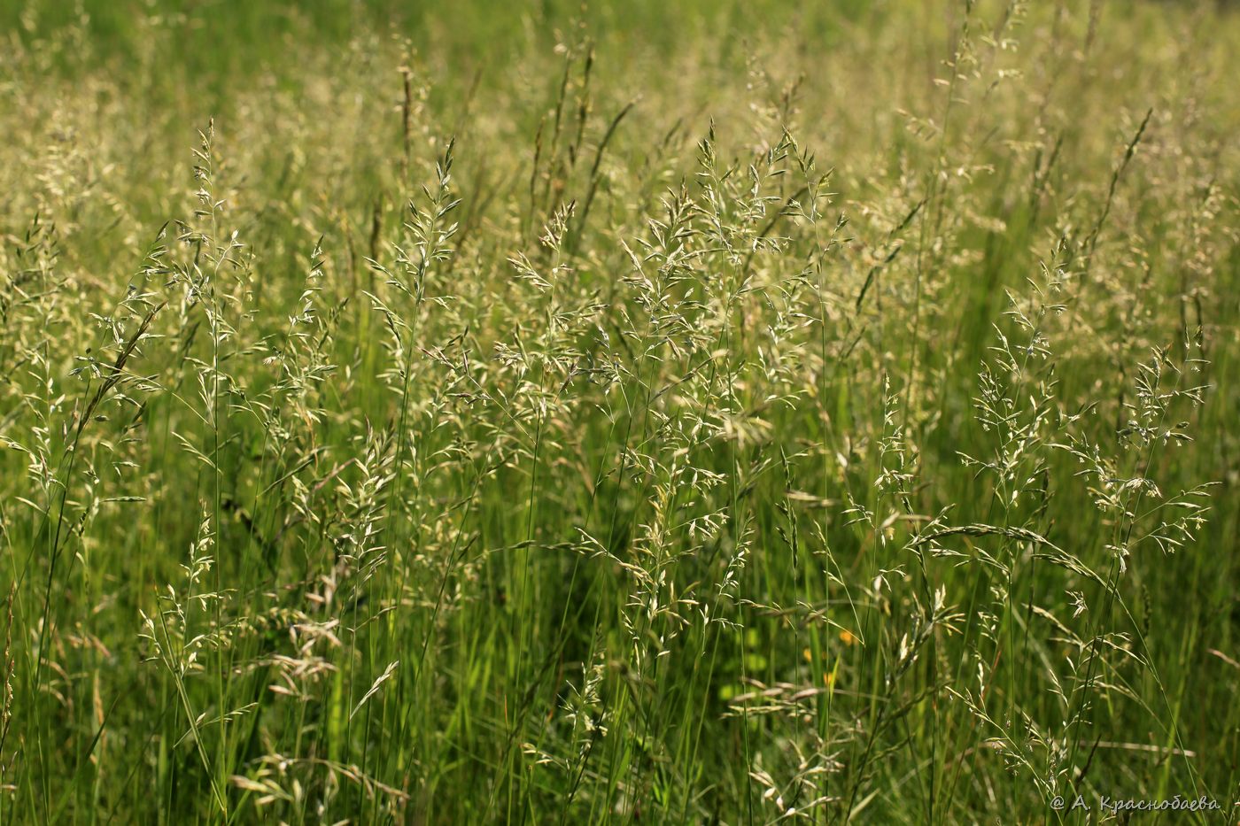 Изображение особи род Festuca.