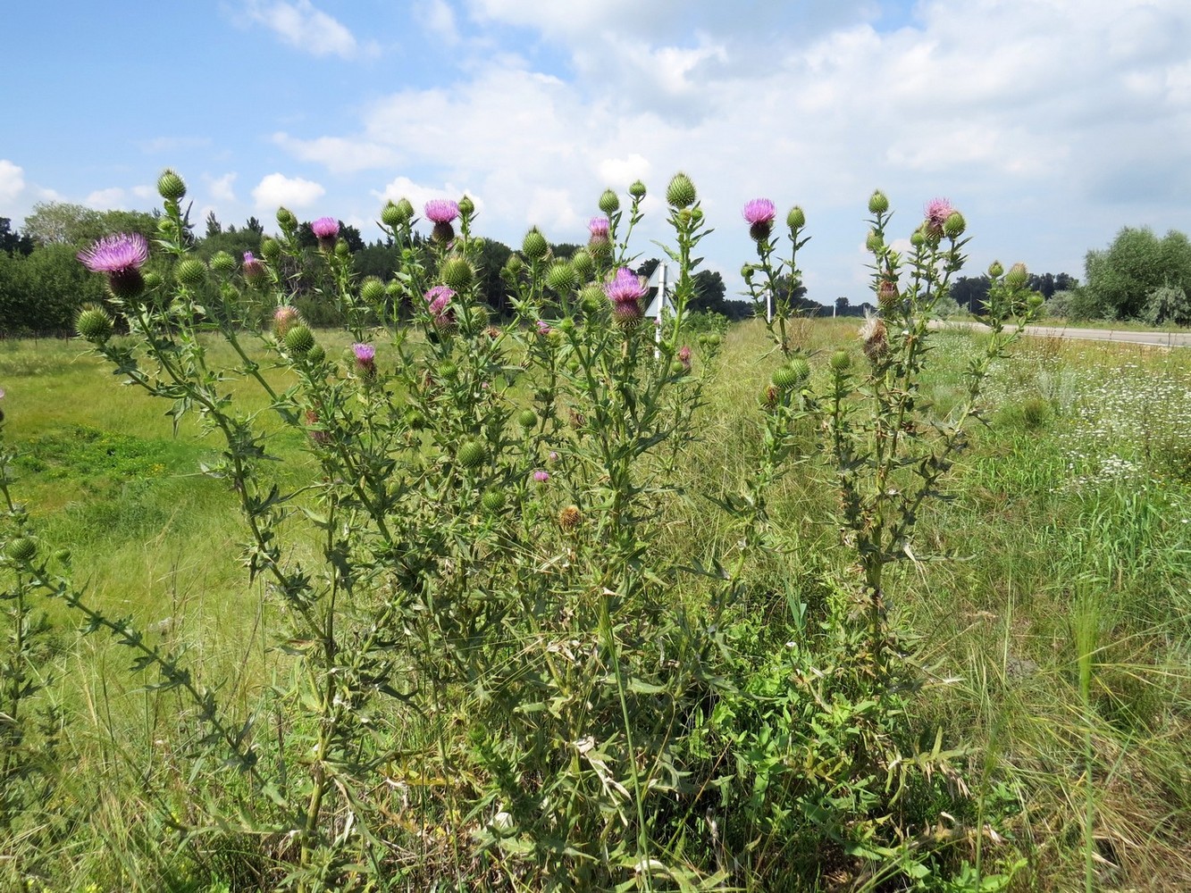 Изображение особи Cirsium serrulatum.