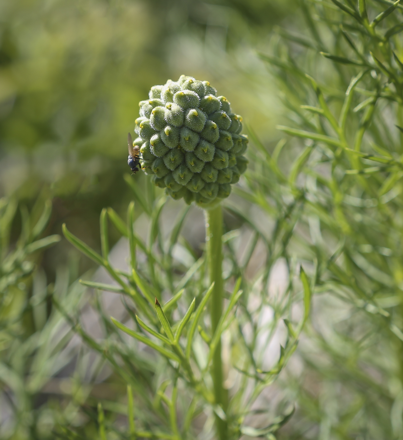 Image of Adonis vernalis specimen.