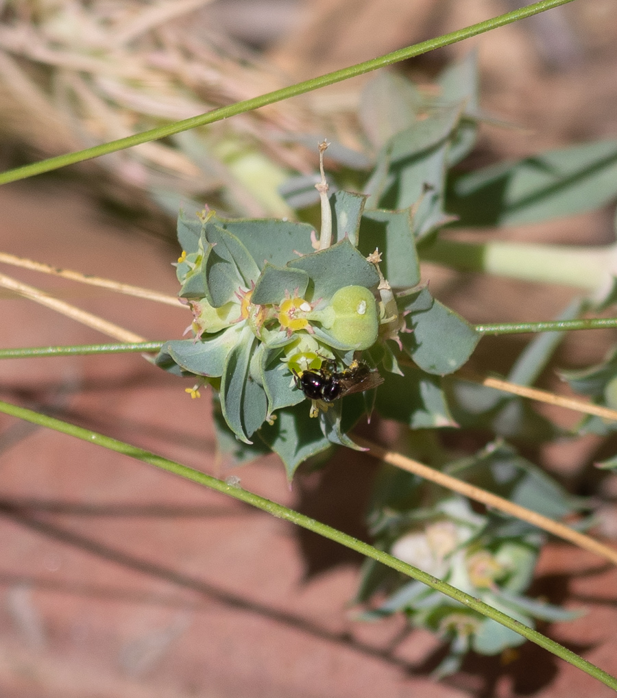 Изображение особи Euphorbia aleppica.