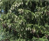 Picea abies