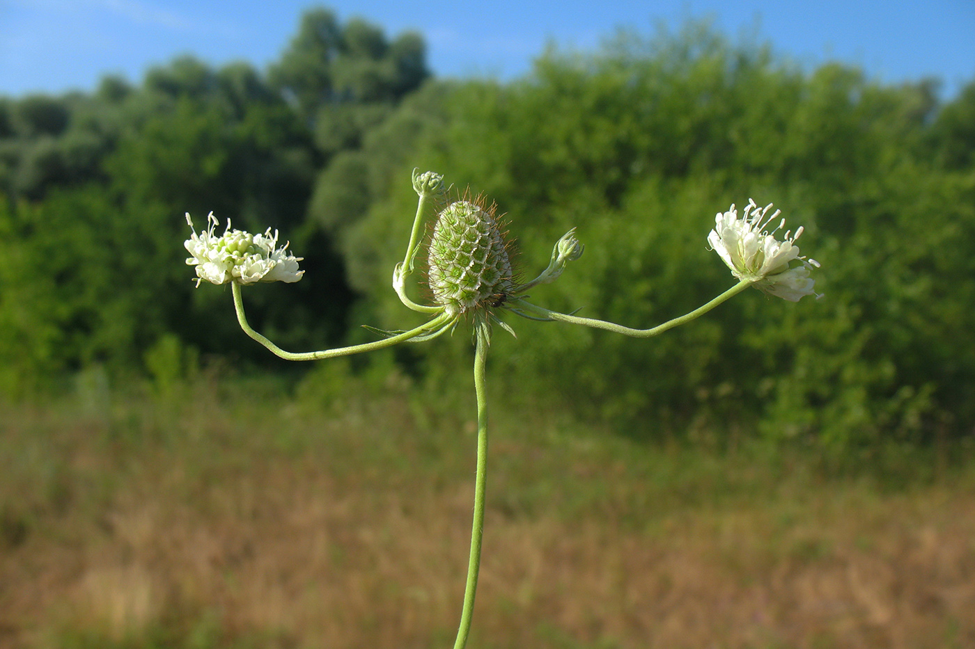 Изображение особи Scabiosa ochroleuca.