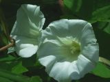 Calystegia sepium. Цветы. Киев, луг возле Святошинских озёр. Июль 2004 г.