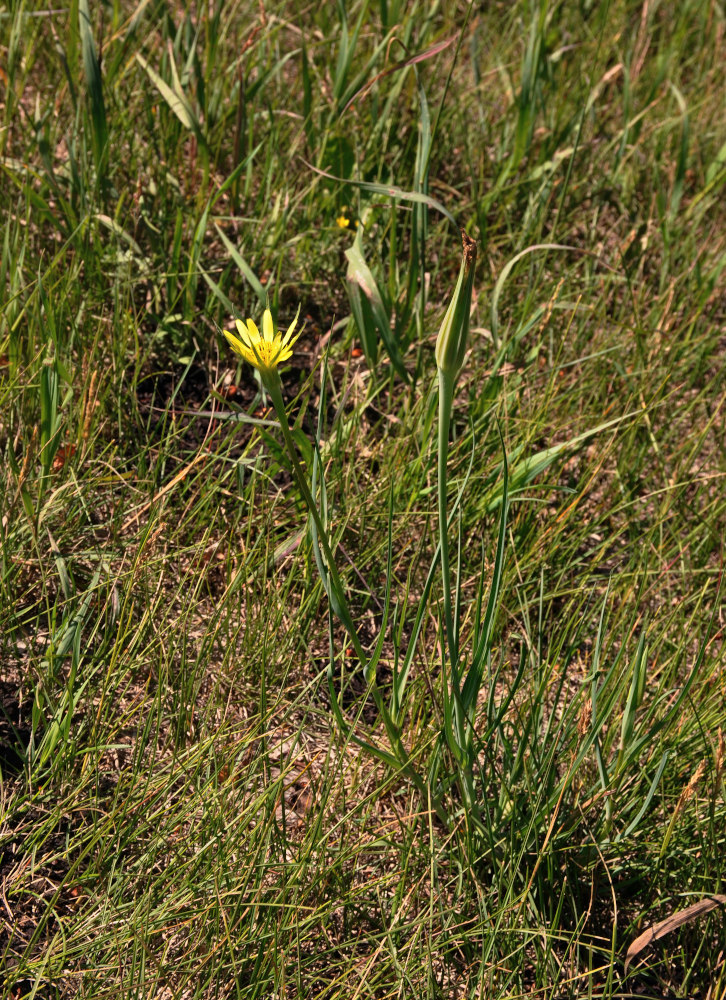 Image of Tragopogon dubius specimen.