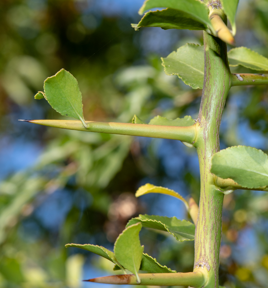 Image of Gymnosporia buxifolia specimen.