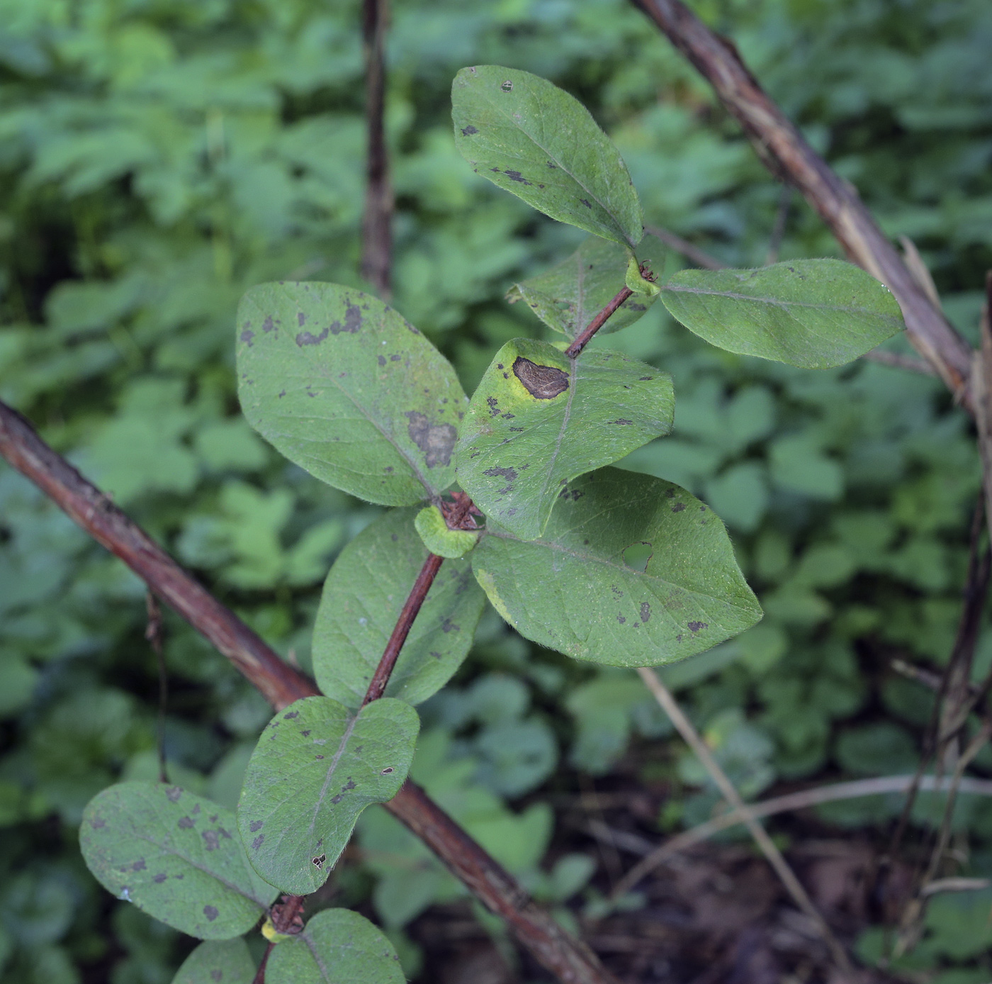 Изображение особи Lonicera caerulea.