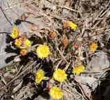 Tussilago farfara