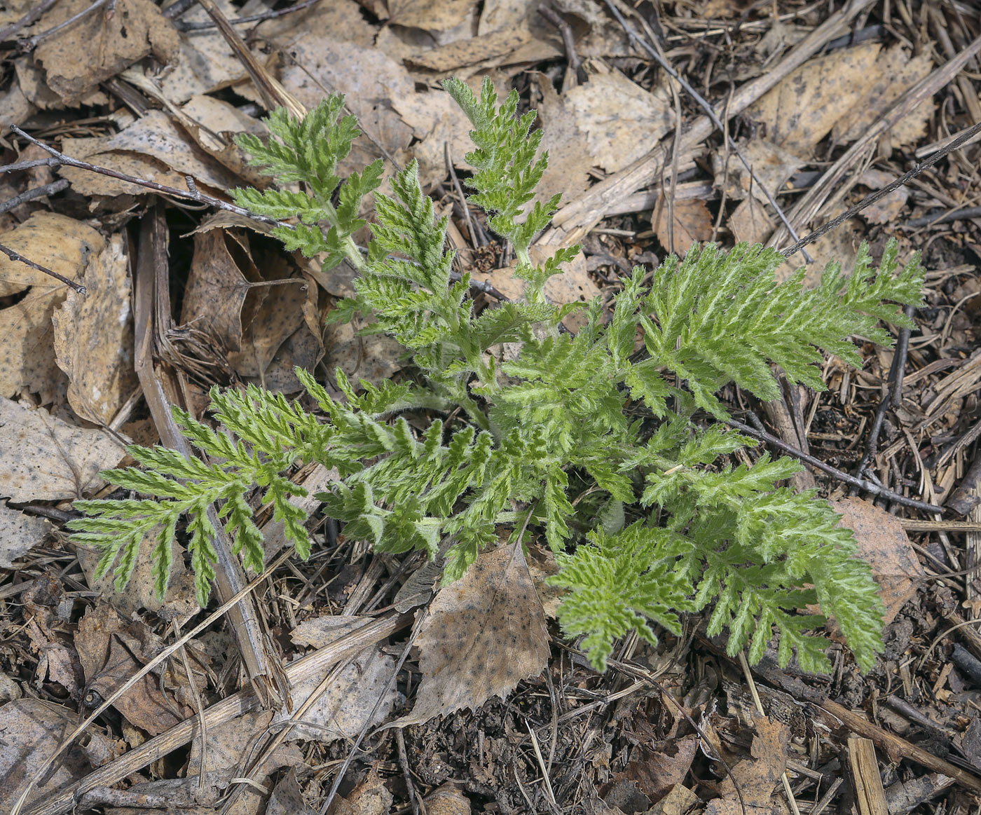 Image of Pyrethrum corymbosum specimen.