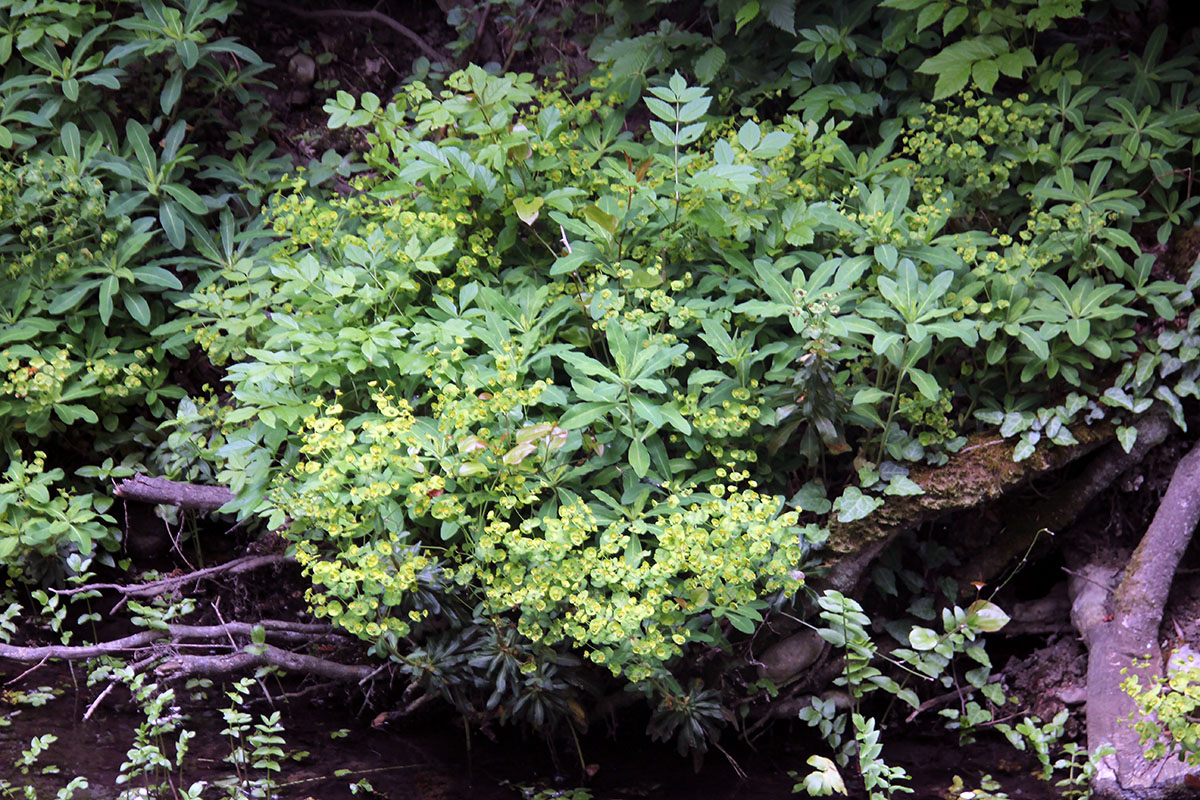 Image of genus Euphorbia specimen.