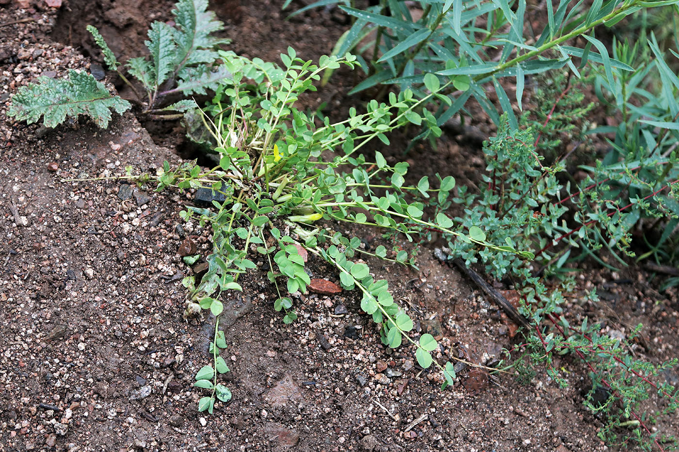 Image of Astragalus aksaricus specimen.