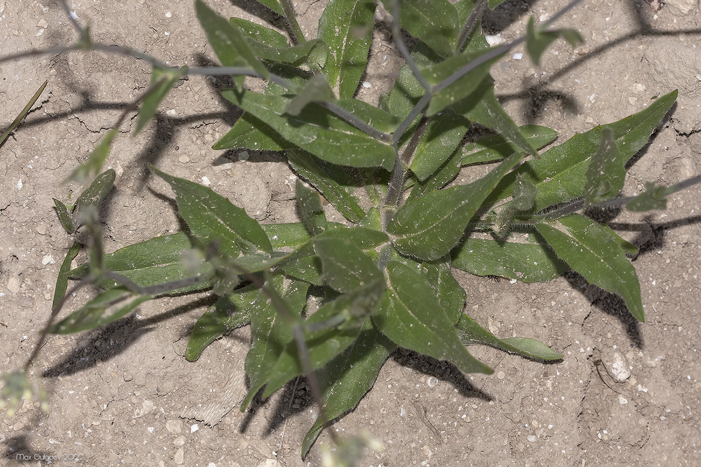 Image of Camelina rumelica specimen.