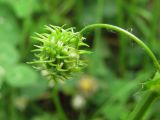 Medicago arabica