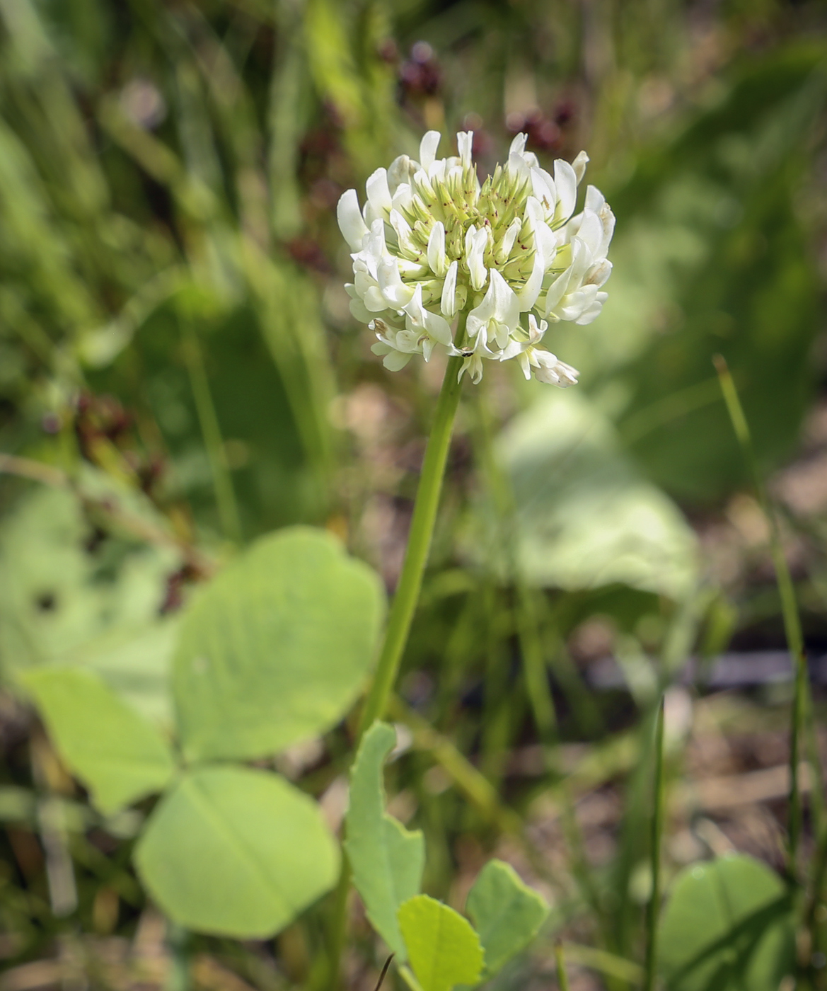 Изображение особи Trifolium repens.