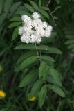 Sorbus aucuparia. Соцветие и листья. Ленинградская обл., г. Сертолово. 05.06.2021.