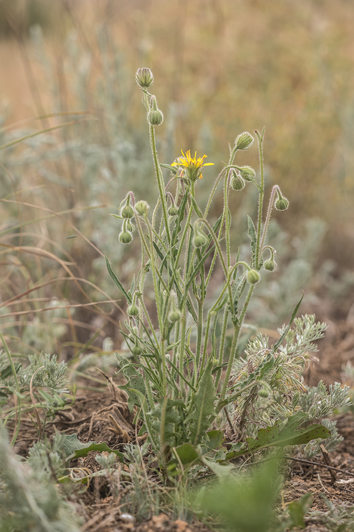 Изображение особи Crepis rhoeadifolia.