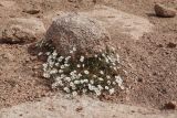 Dichodon cerastoides. Цветущее растение. Узбекистан, Чаткальский хр., окр. перевала Даван (Турасай) близ Арашанских озёр, около 3150 м н.у.м., щебнистая россыпь по скале. 13.07.2021.