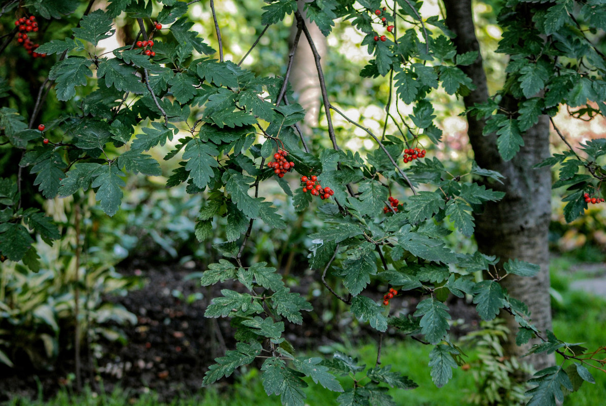 Изображение особи Sorbus hybrida.