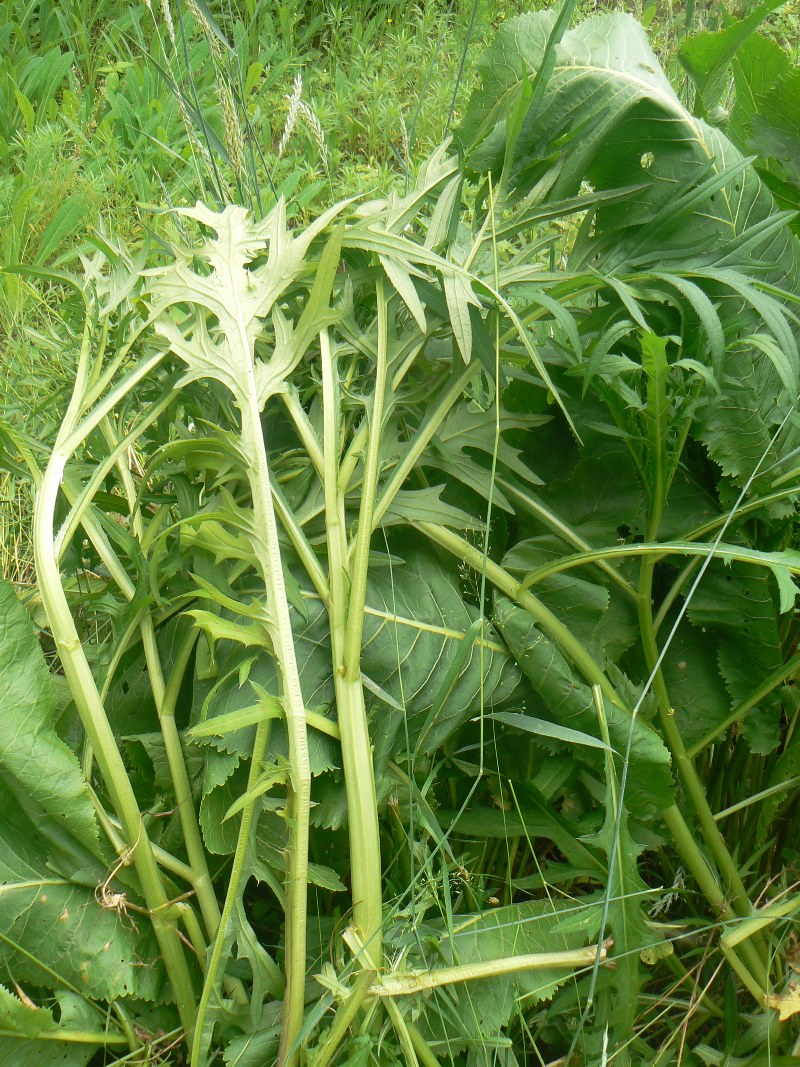 Image of Cirsium pendulum specimen.