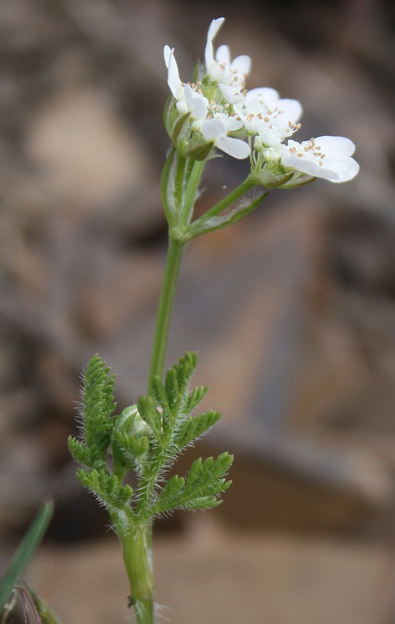 Изображение особи Orlaya daucoides.