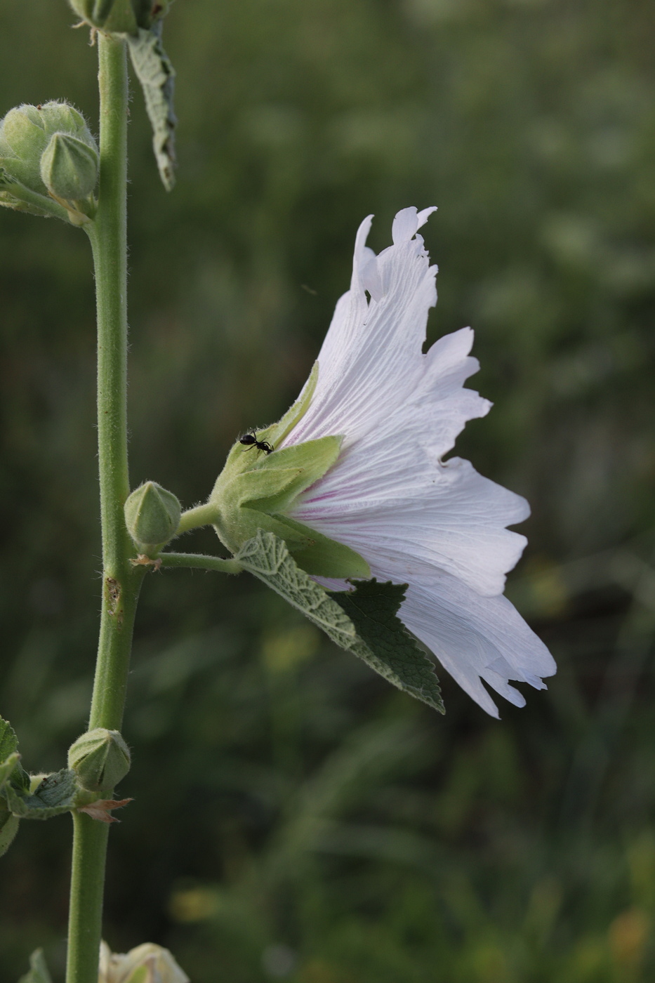 Image of Alcea rosea specimen.