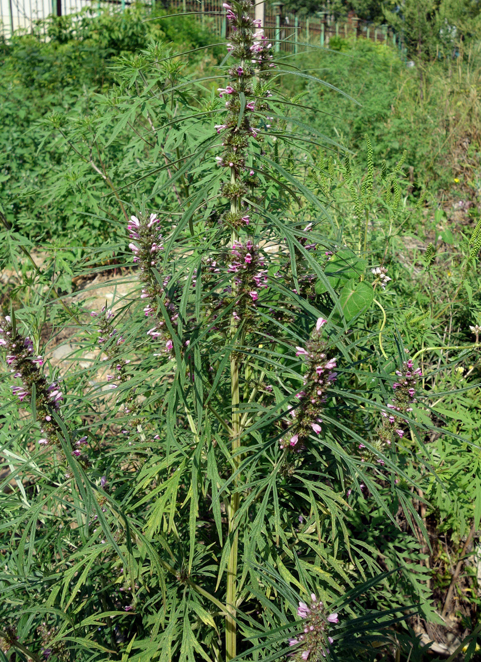 Image of Leonurus japonicus specimen.