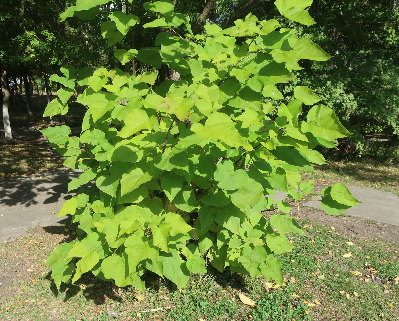 Image of Catalpa bignonioides specimen.