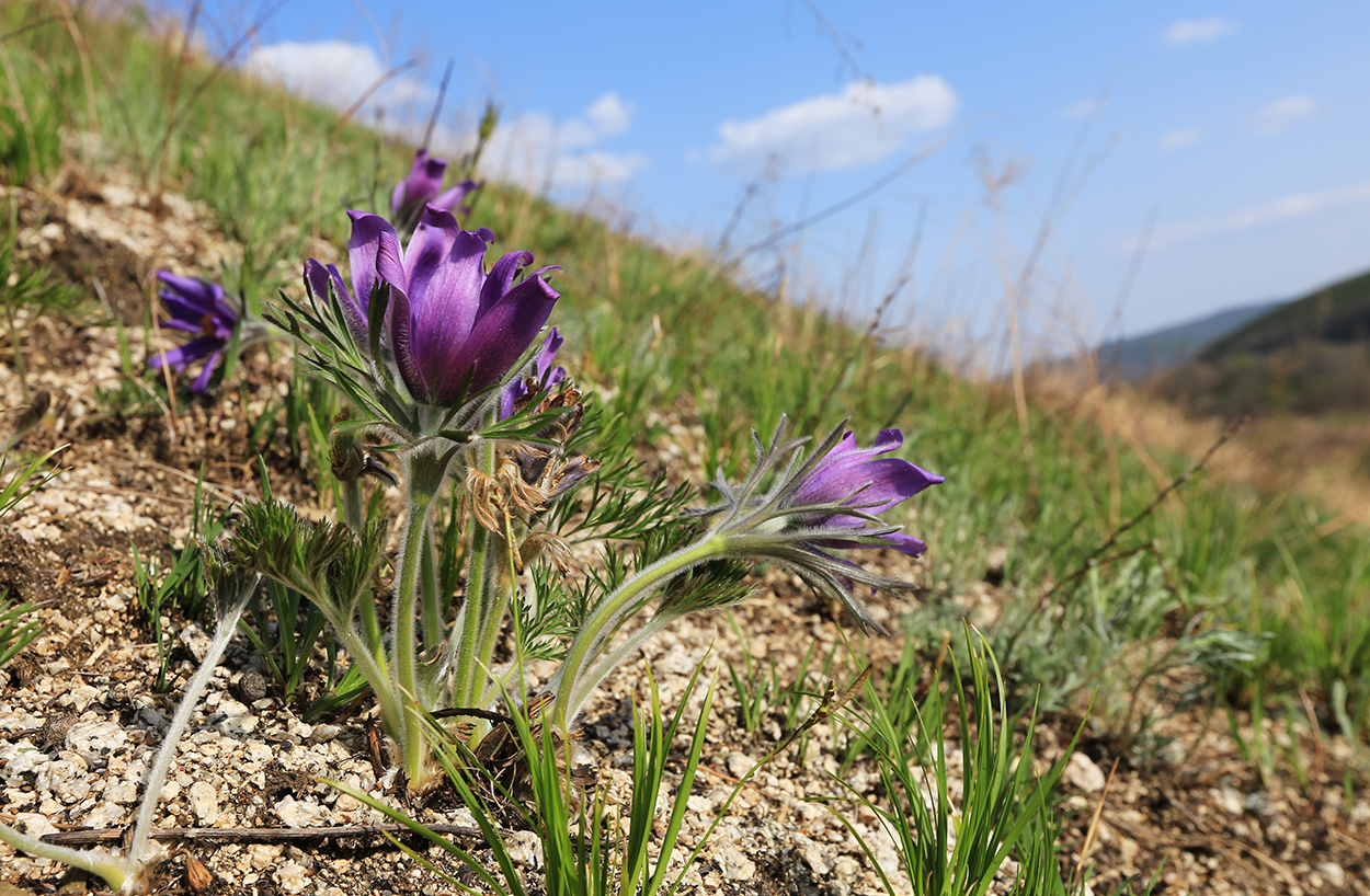 Image of Pulsatilla turczaninovii specimen.