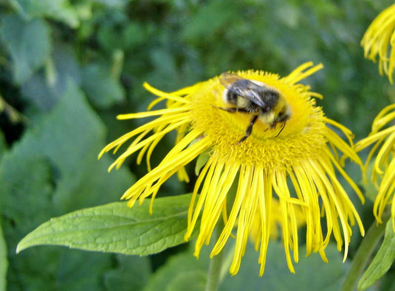 Изображение особи Telekia speciosa.