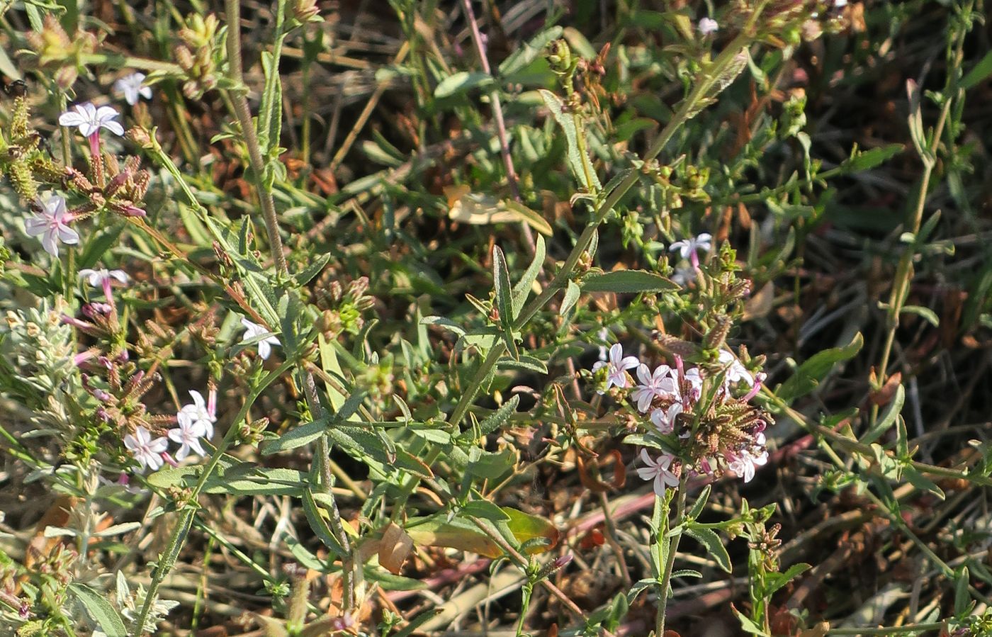 Image of Plumbago europaea specimen.