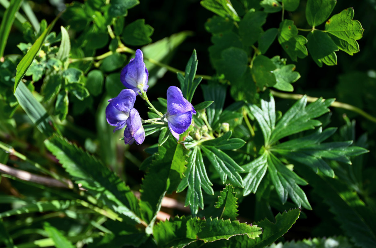 Image of Aconitum sachalinense specimen.