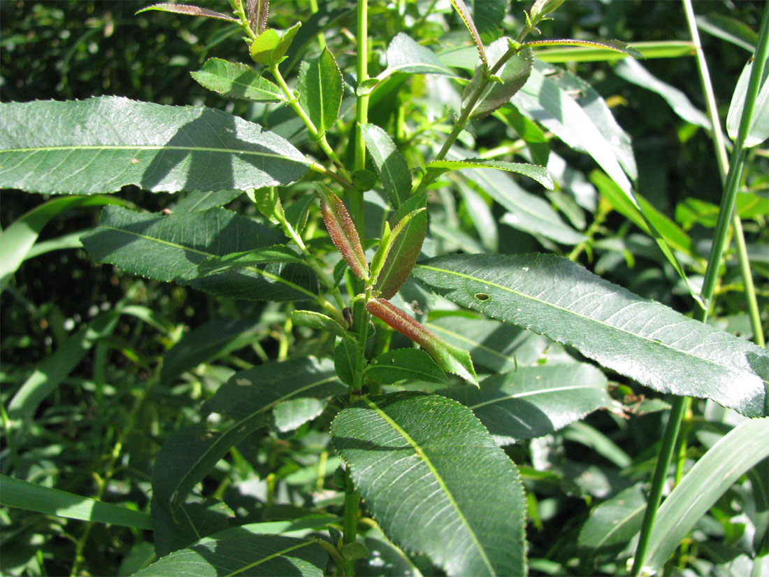 Image of Salix &times; schumanniana specimen.