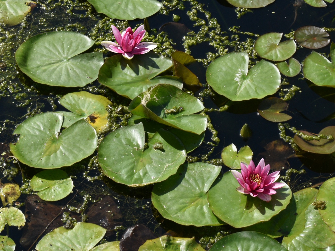 Изображение особи Nymphaea rubra.