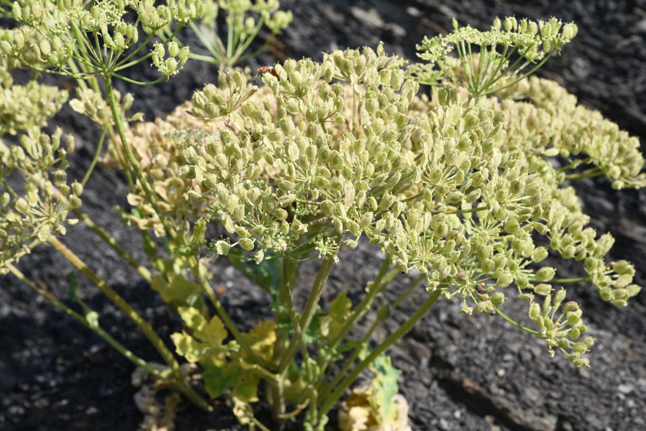 Изображение особи род Heracleum.