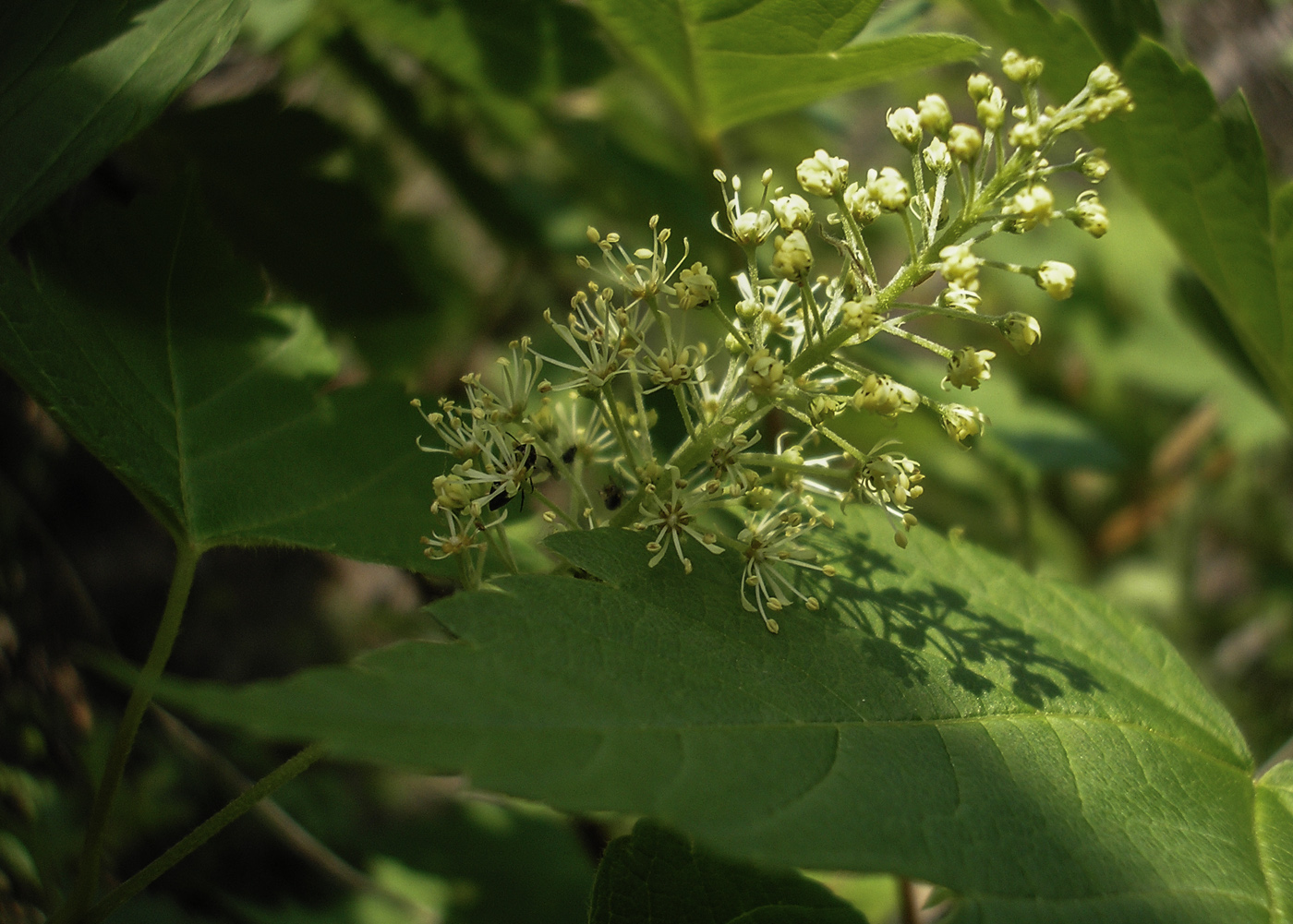 Image of Acer ukurunduense specimen.