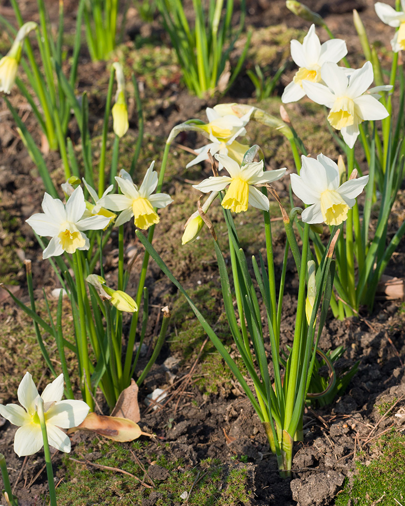 Изображение особи Narcissus pseudonarcissus.