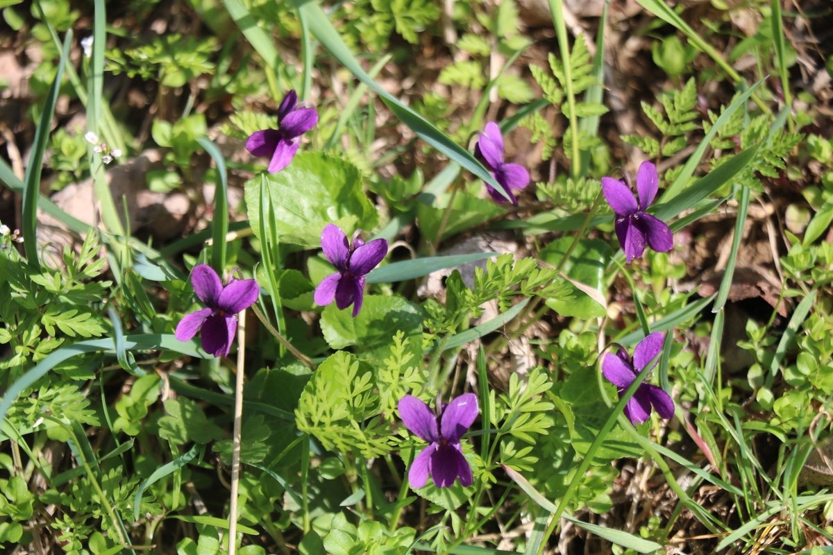 Изображение особи Viola odorata.