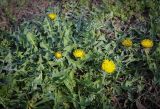 Taraxacum officinale. Цветущее растение. Ростовская обл., г. Донецк, пустырь. 09.04.2024.