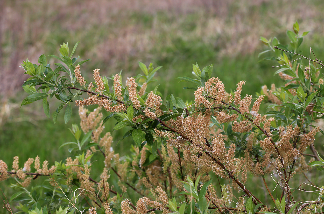 Image of Salix bebbiana specimen.