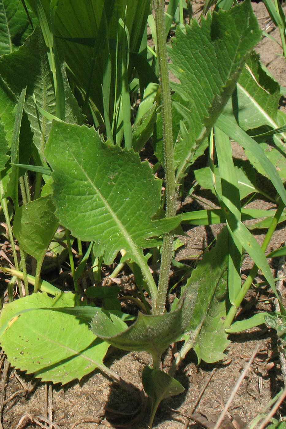 Image of Klasea lycopifolia specimen.