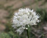 Allium caricifolium. Соцветие (белоцветковая форма). Казахстан, Алматинская обл., Енбекшиказахский р-н, 4 км ЮВ с. Нура, горы Богуты, каменистая осыпь. 18 мая 2024 г.