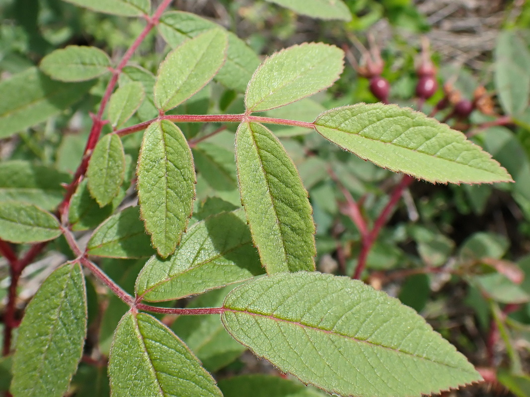 Изображение особи Rosa acicularis.