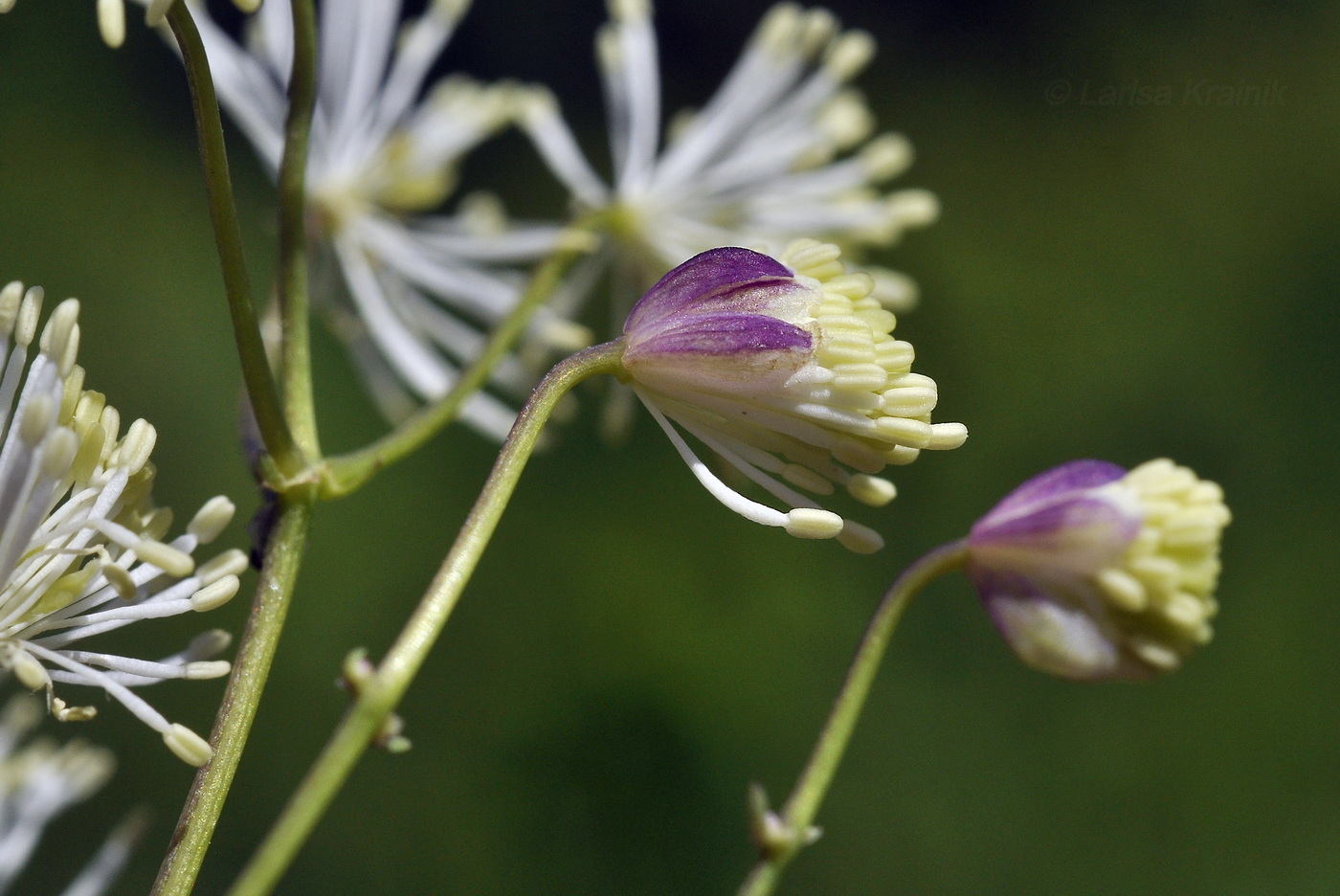 Изображение особи Thalictrum contortum.