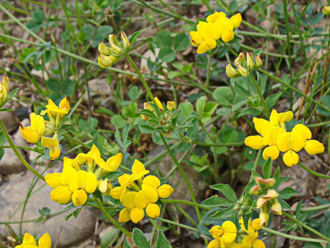 Изображение особи Lotus corniculatus.