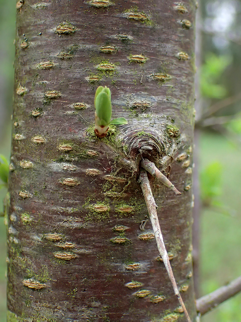 Image of genus Prunus specimen.