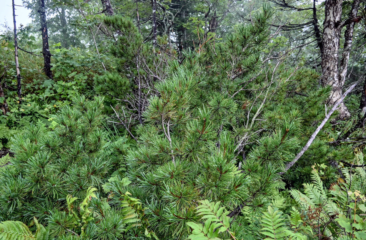 Image of Pinus pumila specimen.