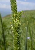 Phleum phleoides. Часть соплодия с частично удалёнными плодами. Карачаево-Черкесия, Зеленчукский р-н, гора Джисса, ≈ 1500 м н.у.м., субальпийский луг. 14.06.2024.