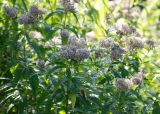 Eupatorium cannabinum