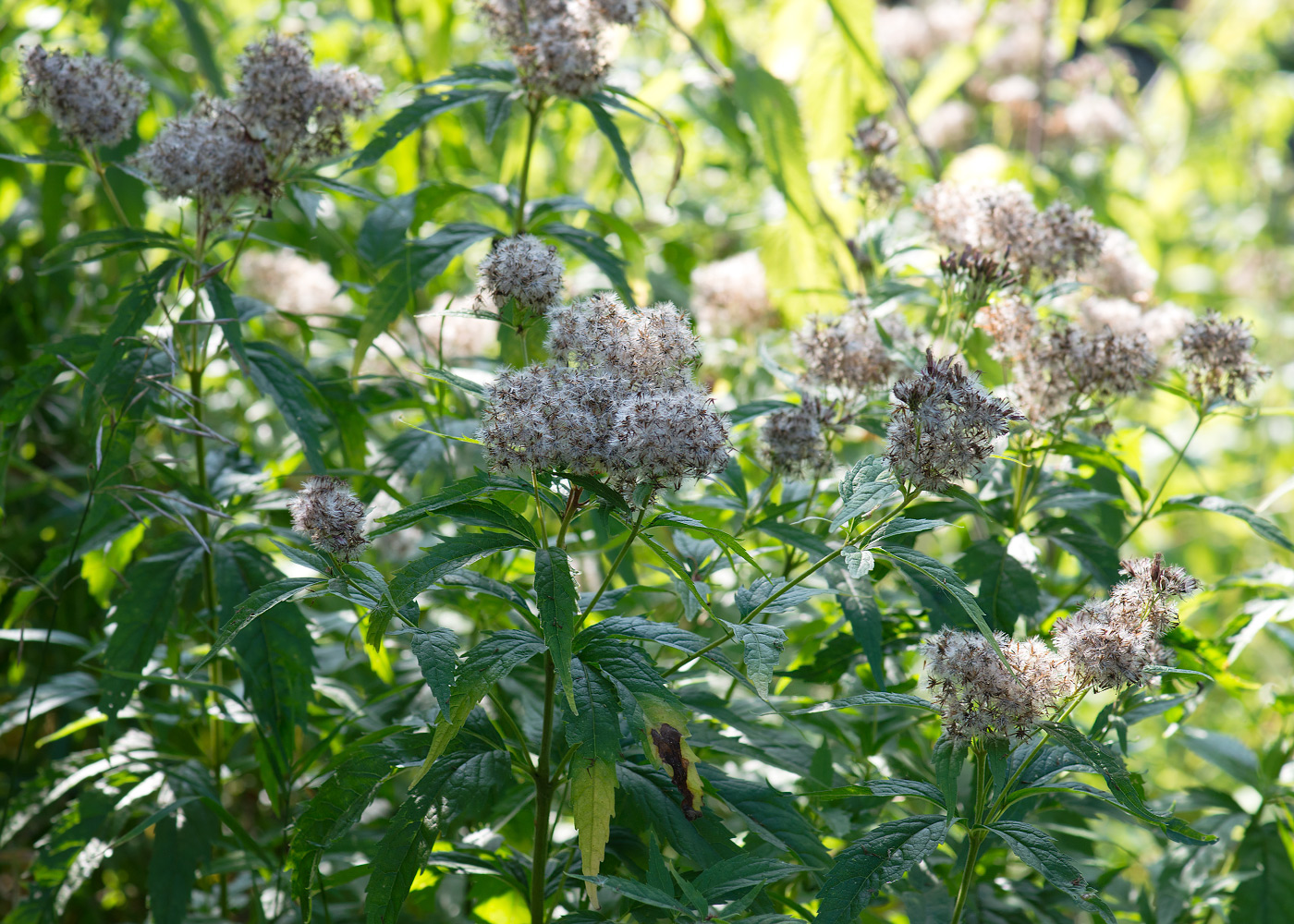 Изображение особи Eupatorium cannabinum.