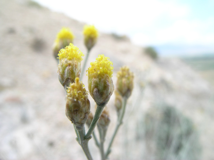 Image of Ajania korovinii specimen.